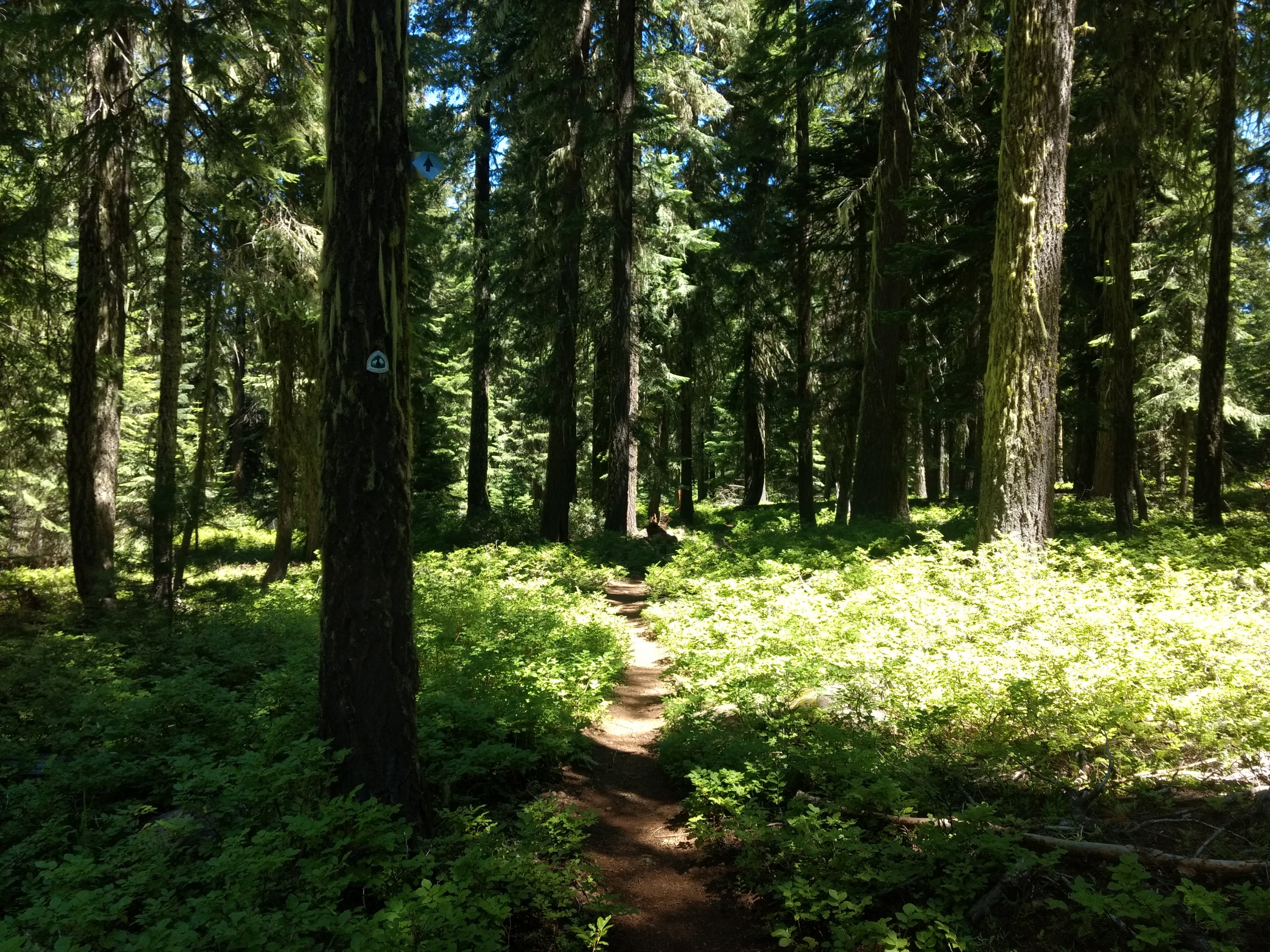Tag 88: Horse Camp am Hyatt Reservoir - Tentsite bei Meile 1.773