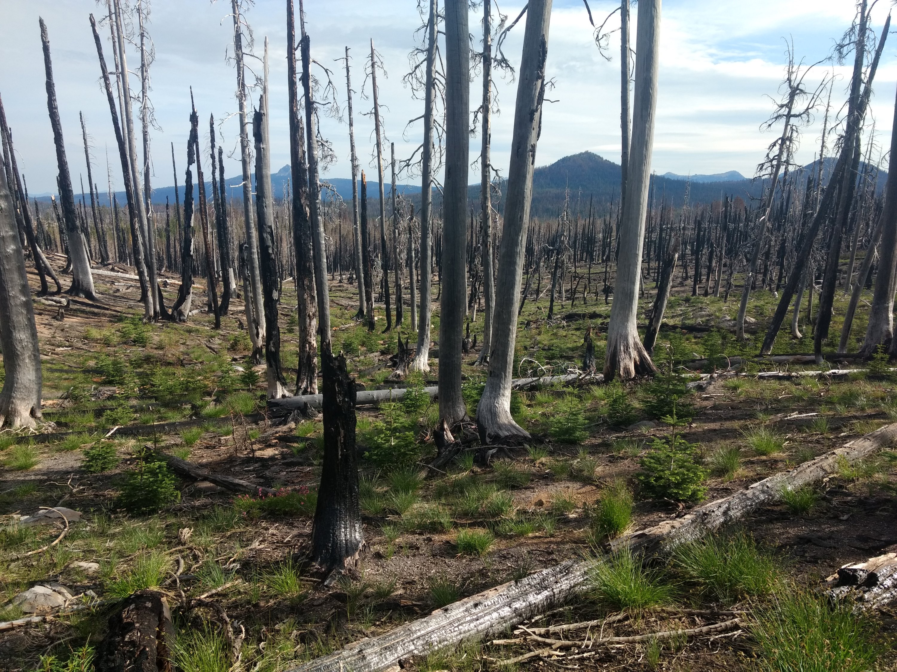 Tag 90: Stream & Tentsite bei Meile 1.800 - Mazama Campground